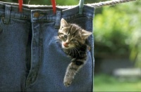 Kitten in Pocket
