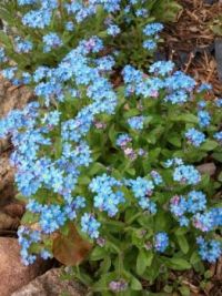 Forget-me-nots