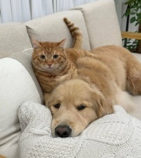 Precious Animals 356