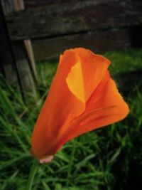 california poppy 1