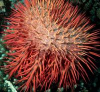 Crown-of-thorns starfish (Acanthaster Planci)