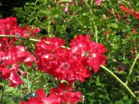Climbing rose Dortmund