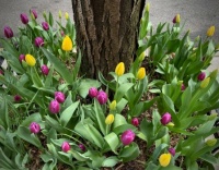 Tulips, NYC