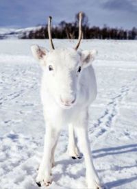 Rare White Reindeer in Norway