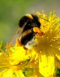 A busy bee