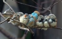 birds on branch