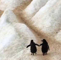 Pals