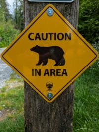 Bears