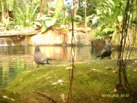 Randers Rainforest, Denmark
