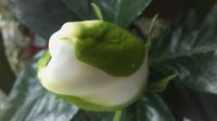 gardenia bud