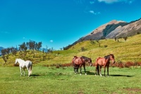 Wild horses in New Zealand