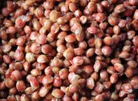 Cherry seed challenge