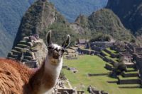 Llama Against Machu Picchu Backdrop