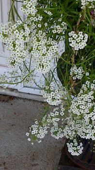 summer flowers