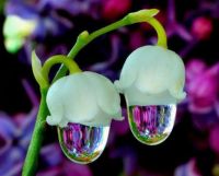 priloha (13)