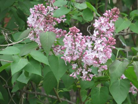 Lilacs in May 2021