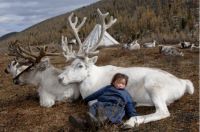 Mongolian kid with reindeers