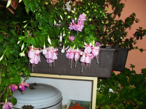 Fuchsie