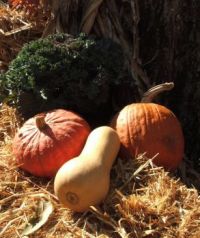 Pumpkins and Gourd