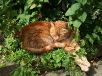 Life's pppppurfect
