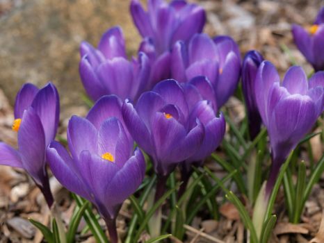 Как сейчас выглядит крокус фото Jigsaw Puzzle 48 pieces Purple Crocus (Mar17P02) Jigidi