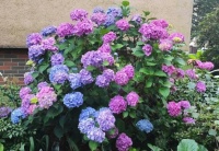 Hortenzie v několika barvách...  Hydrangeas in several colors...