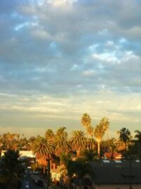 I love watching the Morning Sun kiss the Palm Trees in my neighborhood.