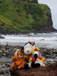 Mr Moo and Tiger go to maui