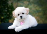 Miniature Poodle Puppy