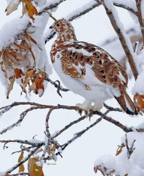 Bird in a Snow Setting