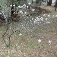 My tulip magnolia tree.