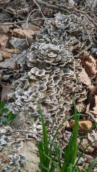 Fungi covered log by the Ohio River