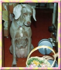 Easter morning 1987 my dog Angel has eyes on the Easter basket