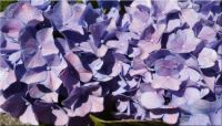 Lilac hydrangea ❀