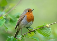 Robin showing off his Red Breast