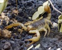 Rock Scorpion (Centruroides sculpturatus)