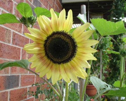 Yet another Sunflower