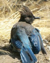 Steller Jay at Yosemite
