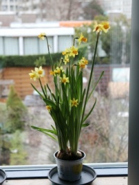 A bit of spring in my windowsill