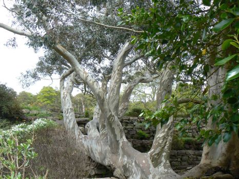 Eukalyptusbaum im Inverewe-Garten