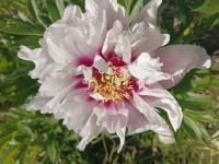 cora louise peony