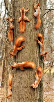 Family of Red Squirrels