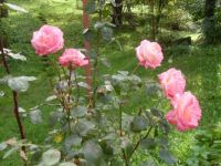 Flowers...