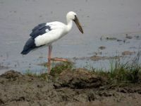 Open-billed Stork Sri Lanka