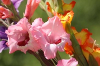 Gladiolus - Pink and Friends