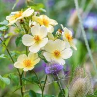 ZTottering by Gently 2 Austin