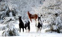 4 Horses in the Snow