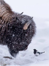 An American Bison and a Magpie
