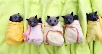 Bats in Burritos