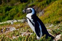 Cape penguin